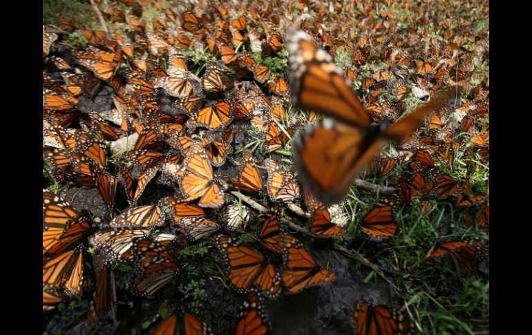 Se monitorea la población de mariposas desde que entran por el norte del país desde los EU. NTX / ARCHIVO