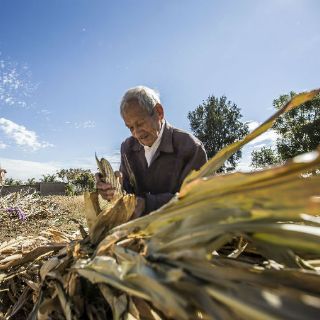 Descubren gen en cereales que podría mejorar el arroz y el maíz