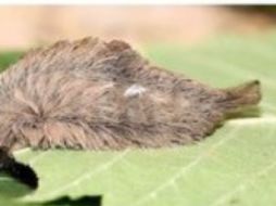 Bajo la capa afelpada esconden espinas venenosas que pueden clavarse en la piel. TWITTER /  ‏@saludjalisco