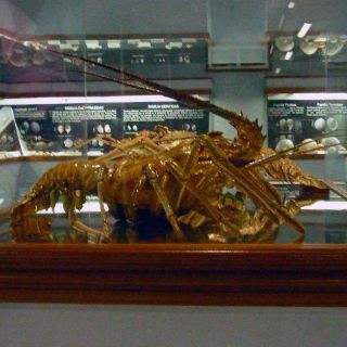 Venezuela cuenta con especies marinas claves para la ciencia