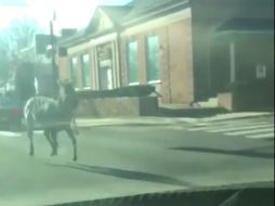 Testigos publicaron fotos y videos en redes sociales que mostraban a los animales corriendo por las calles. YOUTUBE / Open Vine