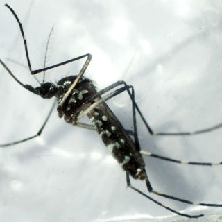 Jalisco ocupa el lugar 14 a nivel nacional en casos de dengue
