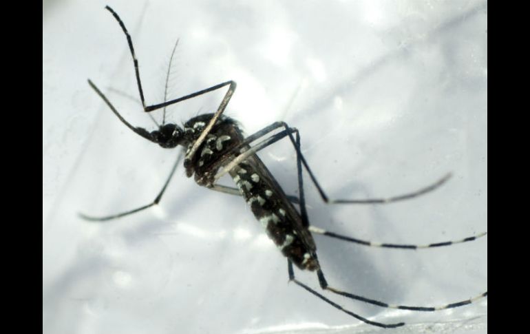 Piden a la población tomar las medidas necesarias para evitar que la enfermedad se siga propagando. EFE / ARCHIVO