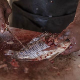 Crean artículos sustentables con desechos de pescado en Nayarit