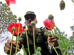 Aseguran que suspendieron programas como el del combate al cultivo de amapola debido a la corrupción de organizaciones policiales. AFP / ARCHIVO