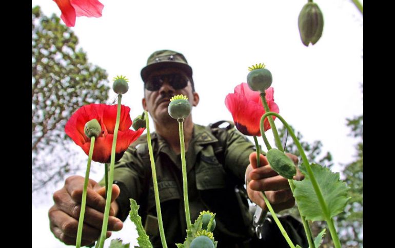Aseguran que suspendieron programas como el del combate al cultivo de amapola debido a la corrupción de organizaciones policiales. AFP / ARCHIVO