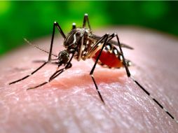 Ahora son 25 entidades lo que tienen presencia del chikungunya. AP / ARCHIVO