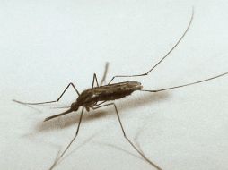 Al paciente se le practicaron las acciones de prevención y control para identificar la huella genética del virus. EL INFORMADOR / ARCHIVO