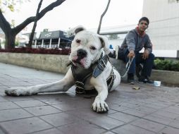 El Congreso de Nuevo León aprobó reformas al Código Penal, en el que tipifican delitos de maltrato contra animales domésticos. EL INFORMADOR / ARCHIVO