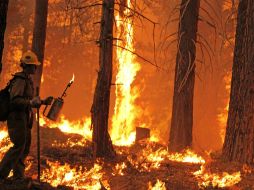 Australia sufre cada año incendios forestales a menudo con efectos devastadores. NTX / ARCHIVO