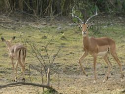 El encargado del área de Mamíferos, señaló que ambos antílopes se encuentran en buenas condiciones médicas. EL INFORMADOR / ARCHIVO