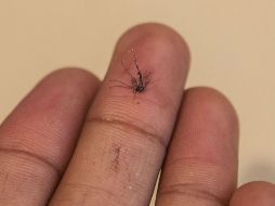 La enfermedad se caracteriza por fiebre, salpullido, conjuntivitis, dolor articular, muscular y de cabeza. EL INFORMADOR / ARCHIVO