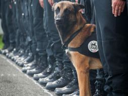 Usuarios de Twitter se unieron al homenaje a Diesel y expresaron sus condolencias en esta red social. TWITTER / @PNationale