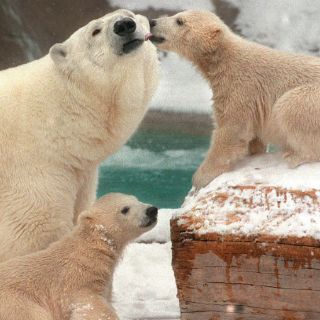 La supervivencia del oso polar en jaque por el cambio climático
