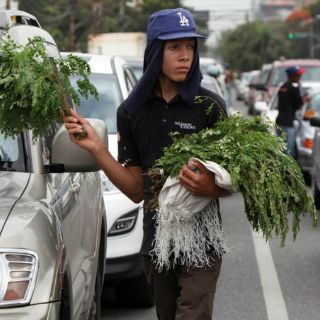 Planta moringa, opción para reducir desnutrición en Chiapas