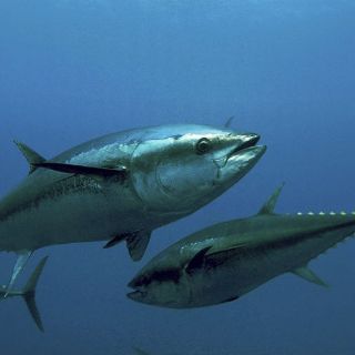 Piden a EU garantizar acceso efectivo de atún mexicano