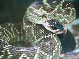 Las serpientes infectadas cambiaron su conducta de manera que son más susceptibles a los depredadores. NTX / ARCHIVO