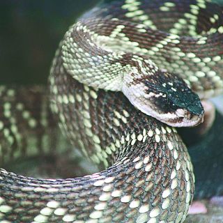 Hongo causa nueva enfermedad en serpientes