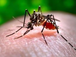 Descacharrizarse, vital para combatir al mosquito. AP / ARCHIVO