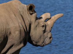 Nola tenía 41 años de edad y se hallaba en cuidados intensivos a causa de una infección  y otros problemas médicos de su edad avanzada. TWITTER / @sandiegozoo