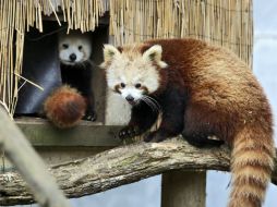 Masala está ubicada en cuarentena, antes de que los veterinarios puedan revisarla el lunes. AP / S. Walker