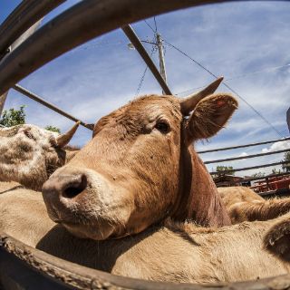 China abrirá el mayor centro de clonación de animales