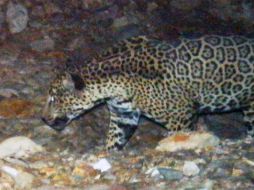 Con este material se ratifica la presencia del felino más importante en el corredor Calakmul-Bala'an K'aax-Sian ka'an. AP / ARCHIVO