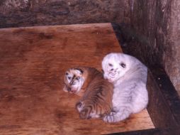 Las crías de tigre pesaron 1.2 kilos cada uno y se quedarán en lactancia natural. EL INFORMADOR / ARCHIVO