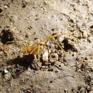 Nueva especie de araña recibe nombre de 'El Señor de los Anillos'