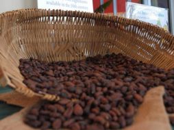 El cacao es conocido por sus efectos antioxidantes, antiinflamatorios y reduce la presión arterial sistólica. EFE / ARCHIVO