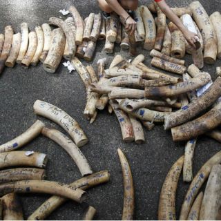 China confisca 307 kilos de marfil en frontera con Vietnam
