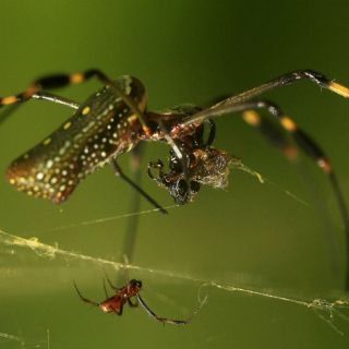 Telarañas guardan material genético de las arañas