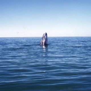 Japón retomará caza de ballenas con fines científicos