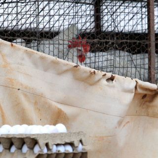 Corea del Sur prohíbe importación de aves por gripe aviar