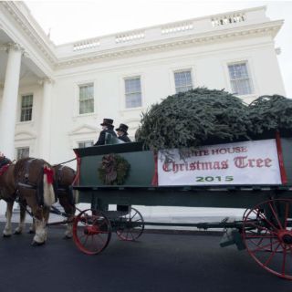 Llega enorme árbol navideño a la Casa Blanca