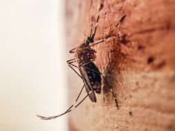 El zika, es transmitido por el mismo vector del dengue y el chikungunya. EL INFORMADOR / ARCHIVO