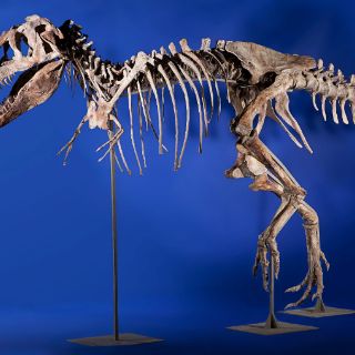 Queda sin comprador un fósil de Allosaurus de 155 millones de años