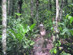Enorme. La selva minimiza a un pequeño humano. EL INFORMADOR / P. Fernández Somellera