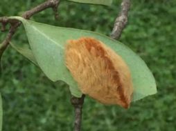 La Secretaría de Salud emprendió una campaña para alertar a la población de no acariciar a las orugas peluche. EL INFORMADOR / ARCHIVO