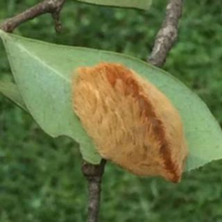 Oruga peluche lesiona a una mujer en Providencia