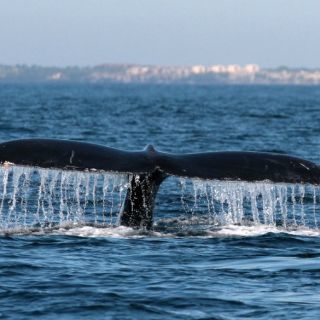 Inicia temporada de avistamiento de ballenas en Nayarit