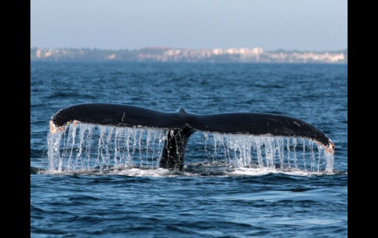 El apareamiento entre ballenas es un ritual: el macho ''lleva serenata'' y es ella quien decide cuál candidato es el elegido. NTX / ARCHIVO