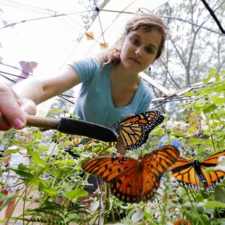 Junto a abejas hay otros insectos clave en la polinización