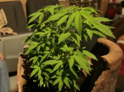 Los derechos correlativos solicitados consisten en siembra, cultivo, cosecha, preparación, posesión y adquisición de semillas. SUN / ARCHIVO