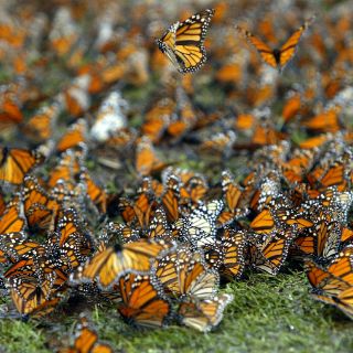 La mariposa monarca, de vuelta en México
