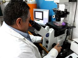 La cerámica que los científicos buscan desarrollar ayudaría en casos de tumores, embolia y lesiones por trauma en el cerebro. NTX / ARCHIVO