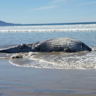 Ballena varada en playas de Ensenada fue retirada y sepultada