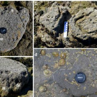 Hallan huellas de dinosaurio en isla escocesa