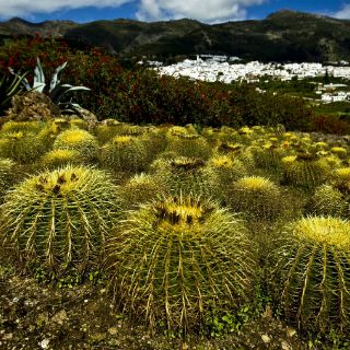 En peligro la tercera parte de las especies de cactus