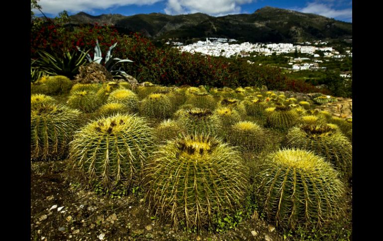 Este grupo de plantas pertenecen a las llamadas plantas exóticas, plantas de valor ornamental para la gente a nivel mundial. EFE / ARCHIVO
